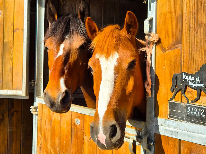 Chevaux dans les écuries du Centre Équestre de Montigny